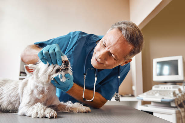 Best Emergency Treatment for Dental Infections or Abscesses in Sea Girt, NJ